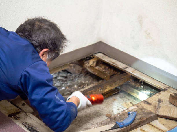 Office Mold Removal Services in Cliffwood Beach, NJ