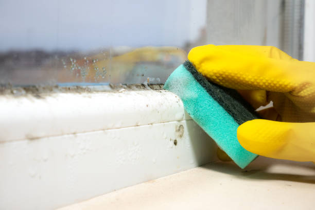 Best Black Mold Removal  in Cliffwood Beach, NJ