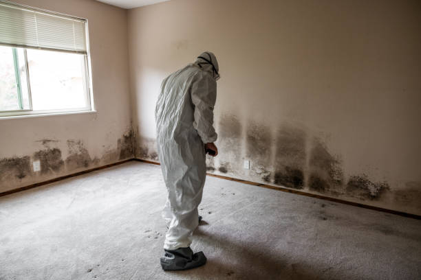 Best Home Mold Removal  in Cliffwood Beach, NJ