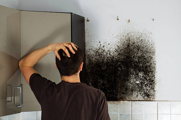 Best Same-Day Mold Removal  in Cliffwood Beach, NJ