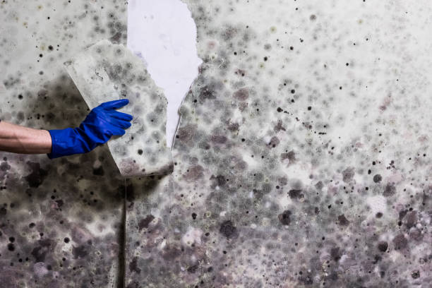 Best Commercial Mold Removal  in Cliffwood Beach, NJ
