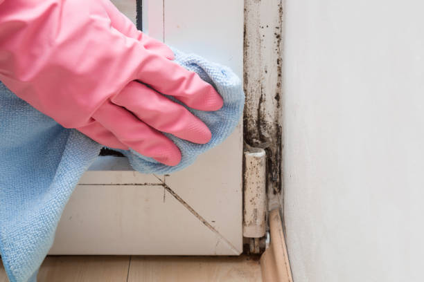 Best Toxic Mold Removal  in Cliffwood Beach, NJ